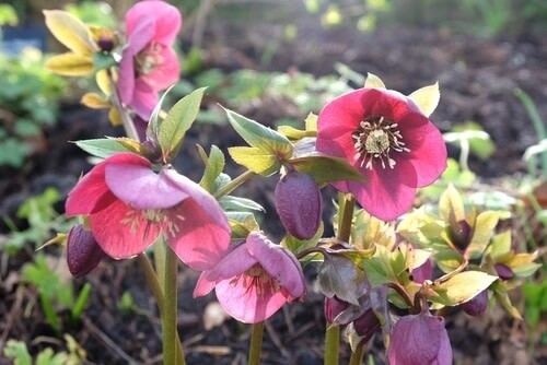 Helleborus &#39;Anna&#39;s Red&#39; 1 gal
