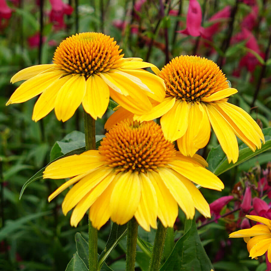 Cone Flower &#39;Echinacea Sombrero Lemon Yellow&#39; 1 gal
