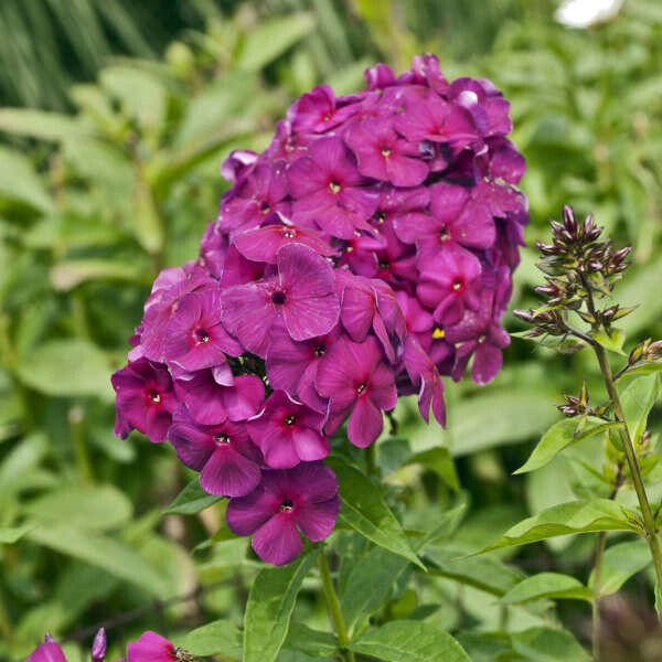 Garden Phlox &#39;Nicky&#39; 4&quot;