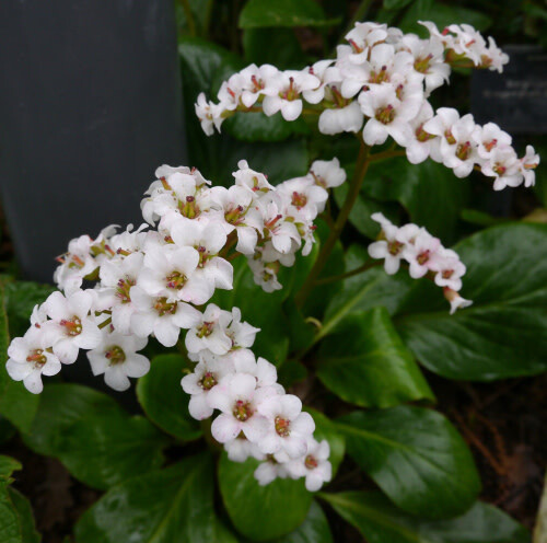Bergenia 'Bressingham White' Pigsqueak 1 gal