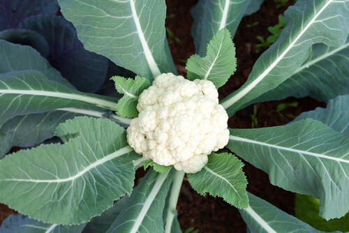 Cauliflower 'Snow Crown' 4 cell pack