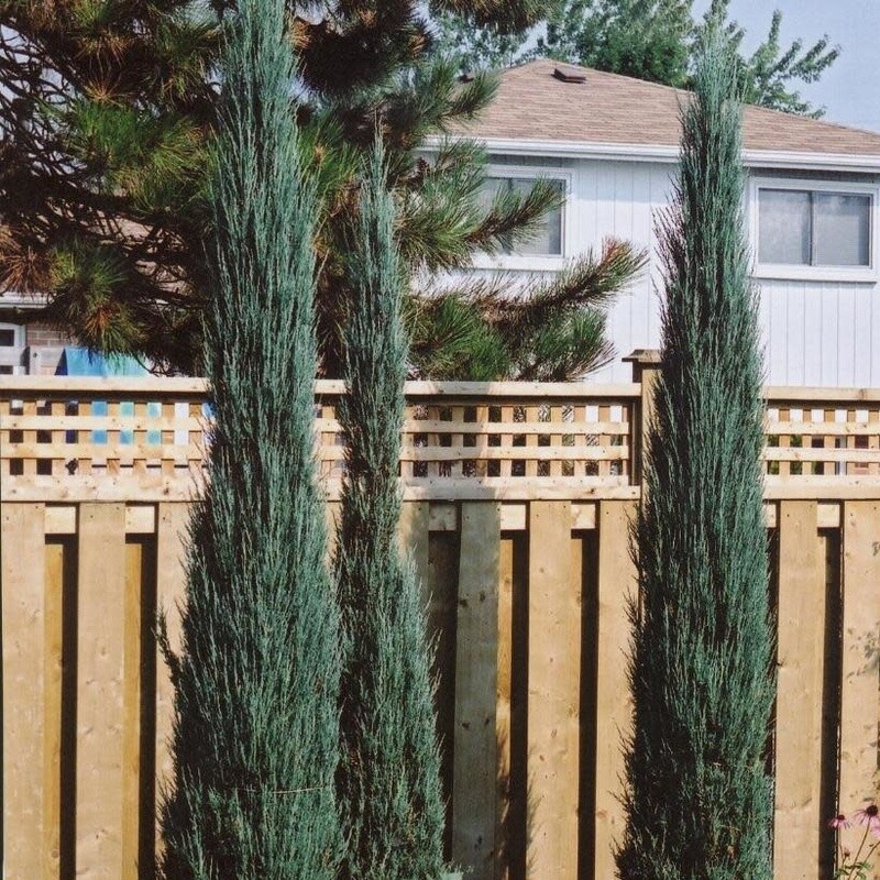 Juniper &#39;Skyrocket&#39; 3&#39; - 7 gal