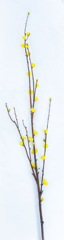Faux Yellow Buds