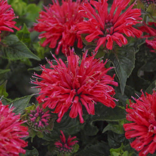 Beebalm - Monarda &#39;Pardon my Cerise&#39; 1 gal PW