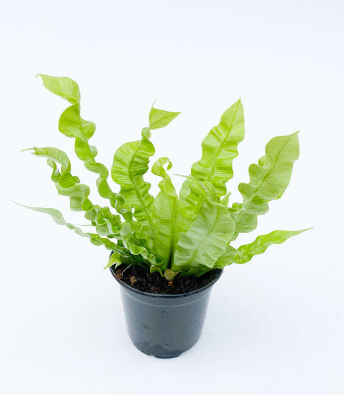 Fern - Crispy Wave 4"