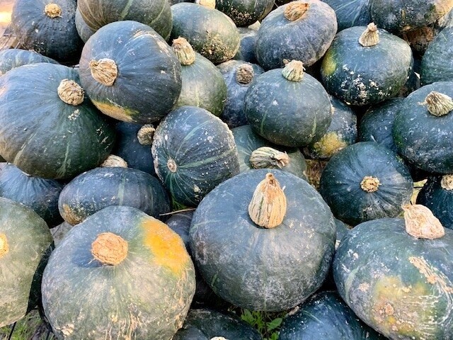 Fall Squash: Hubbard/Buttercup