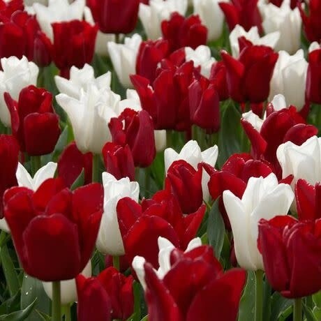 Tulip (bulb pkg) Canadian eh! (16/pkg)