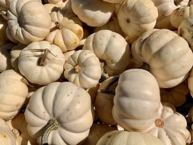 Fall Pumpkins - White Pie (sm)