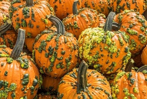 Fall Pumpkins - Warted Pie (sm)