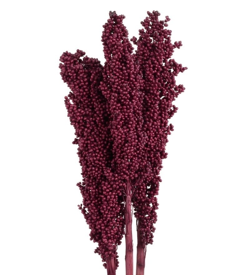 Milo Berries - Red- bundle