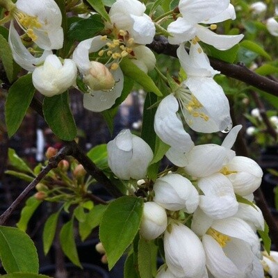 Crabapple &#39;Spring Snow&#39; - 5-6&#39; Potted