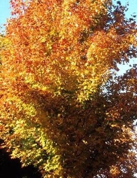 Sugar Maple 'Green Mountain' - 10-12' Potted