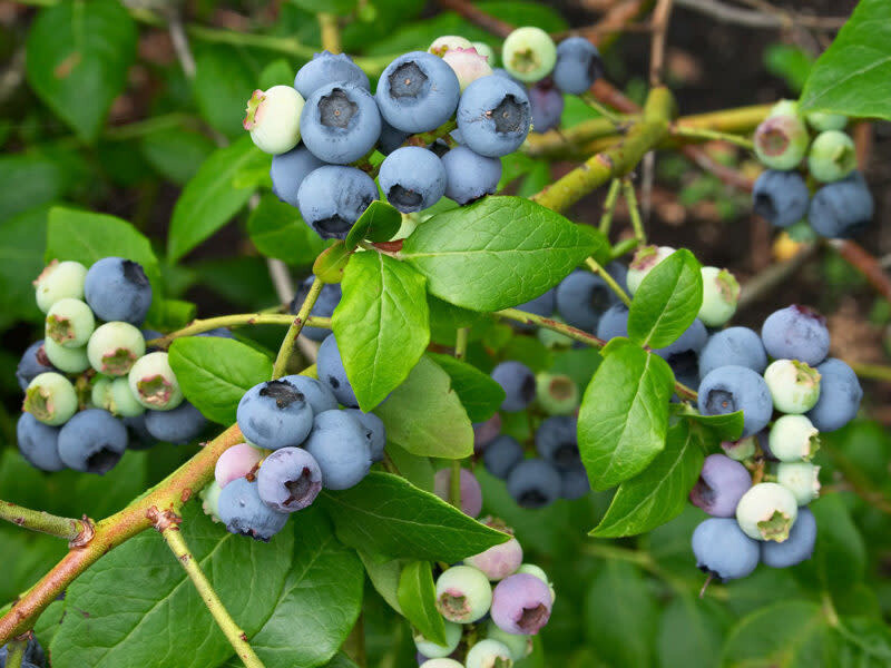 Blueberry - Vaccinium &#39;Northland&#39; HB 2 gal