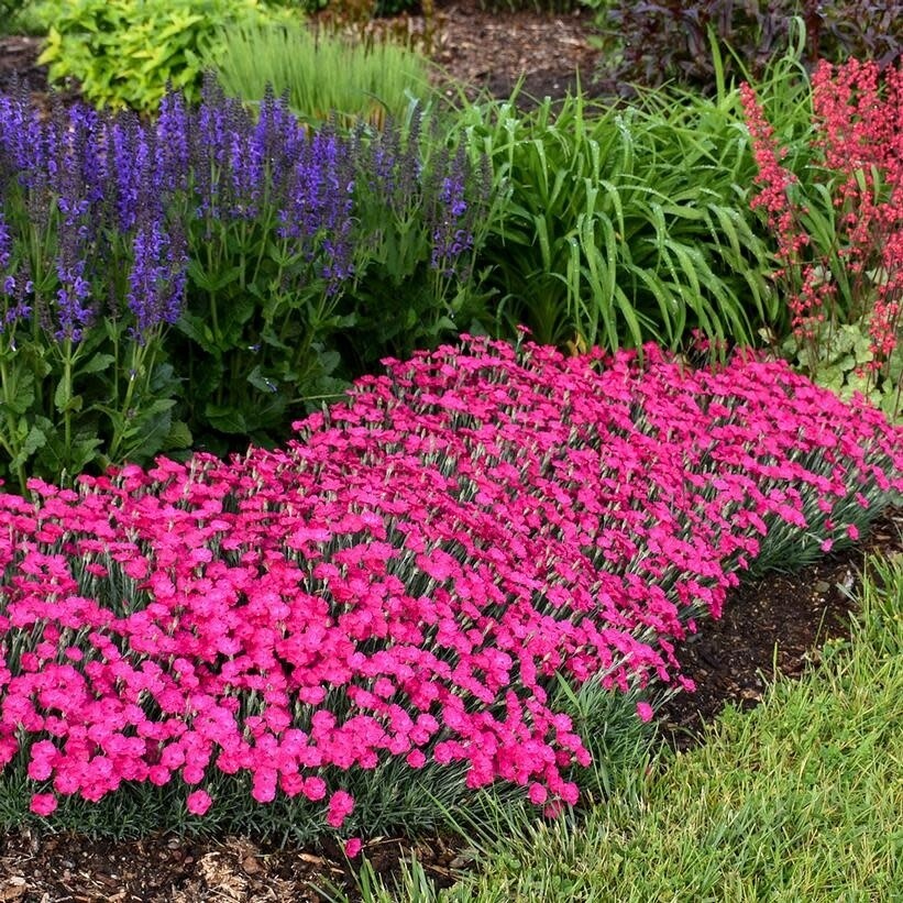 Dianthus 'Paint the Town Magenta' 1 gal