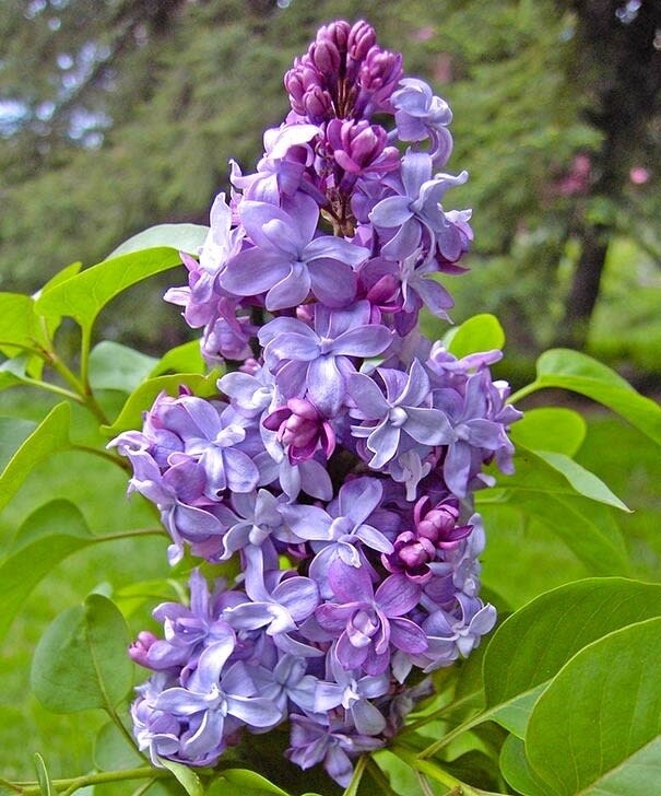 Lilac &#39;Nadezhda&#39; 2 gal