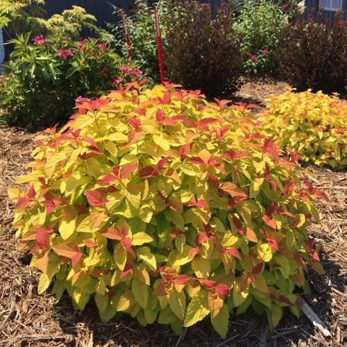 Spirea &#39;Double Play Candy Corn&#39; 2 gal PW