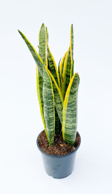 Snake plant - Sansevieria 'Trifasciata' - 17 cm
