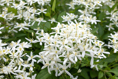 Clematis terniflora &#39;Sweet Autumn&#39; 1 gal
