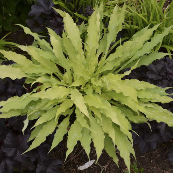 Hosta 'Wiggles and Squiggles' 1 gal