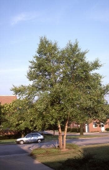 Birch &#39;Heritage&#39; Clump 6-7&#39; Potted