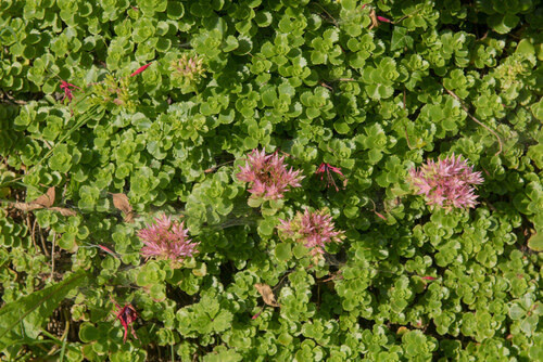 Stonecrop - Sedum &#39;John Creech&#39; 4&quot;