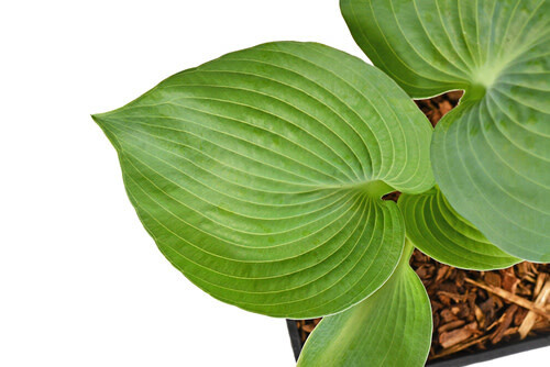 Hosta &#39;Abiqua Drinking Gourd&#39; 1 gal