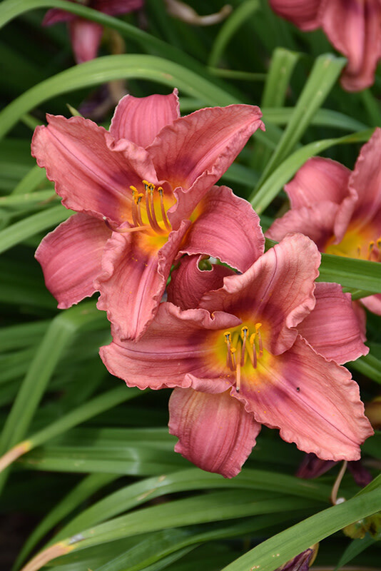 Daylily - Hemerocallis &#39;Rosy Returns&#39; 1 gal