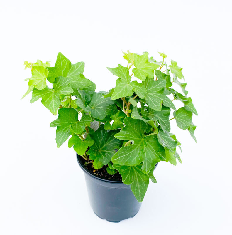English Ivy 'Green' 4"