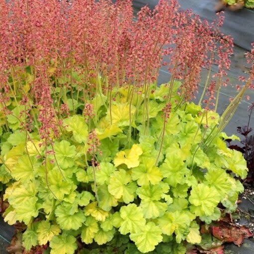 Coral Bells 'Heuchera Northern Exposure Lime' 1 gal