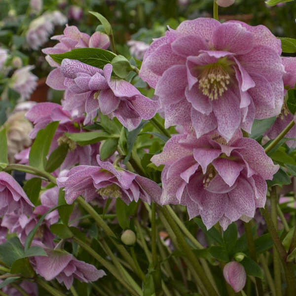 Helleborus 'Wedding Crashers' 1 gal