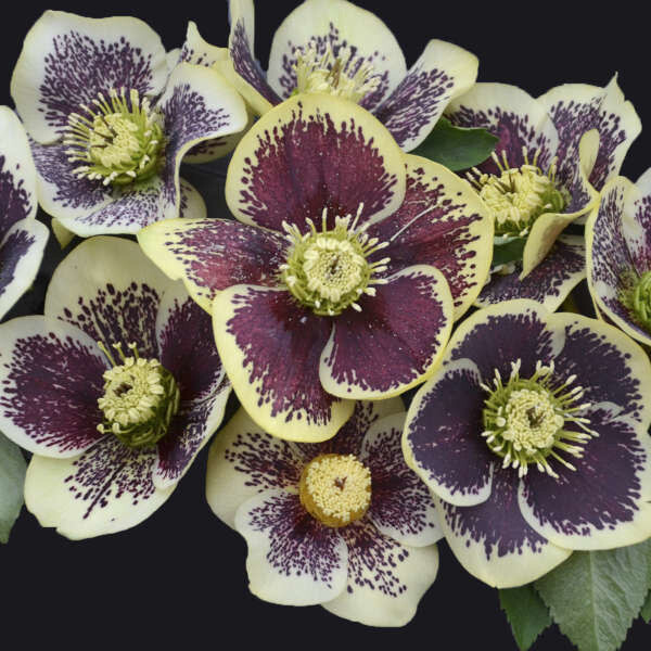 Helleborus &#39;rio carnival&#39; - 1 gal