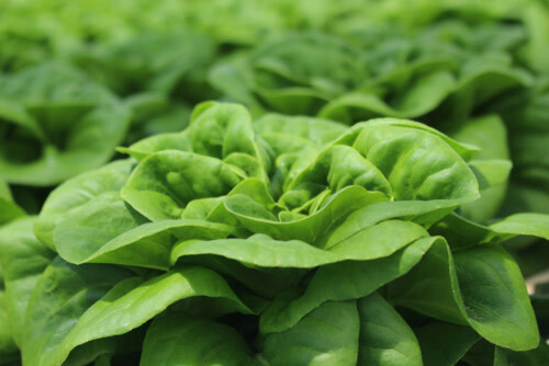 Lettuce 'Buttercrunch' 4 cell pack