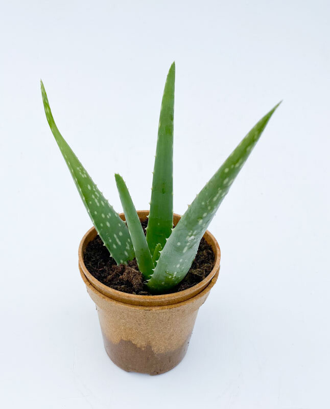Aloe Vera - 4.5&quot; Organic