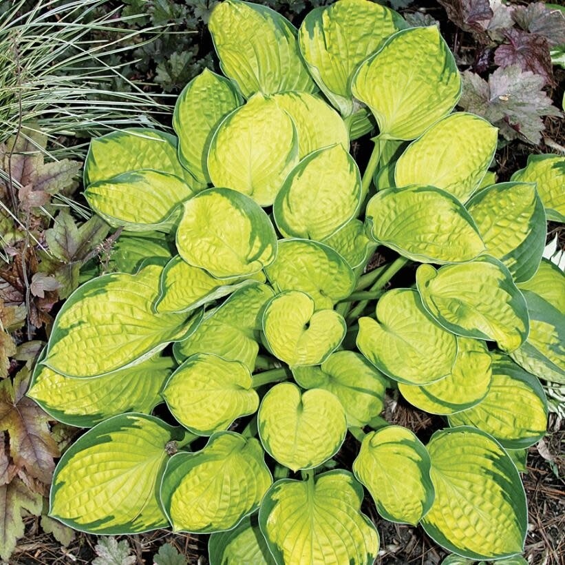 Hosta &#39;Rainforest Sunrise&#39; 1 gal