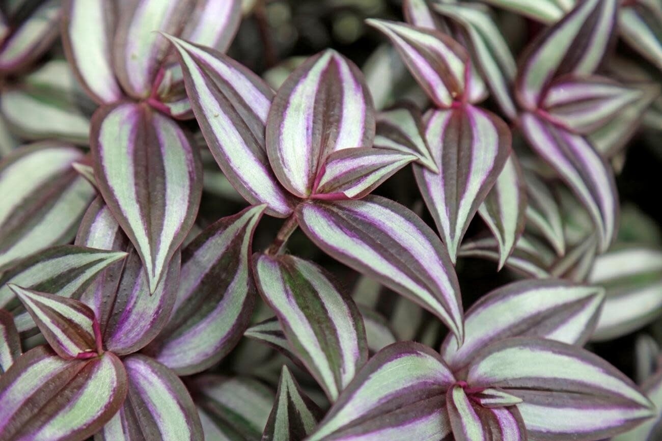 Tradescantia &#39;Red Silver&#39; 4&quot;