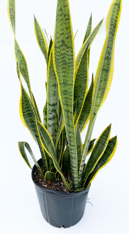 Snake Plant - Sansevieria &#39;Tri Laurentii&#39; 10&quot; pot