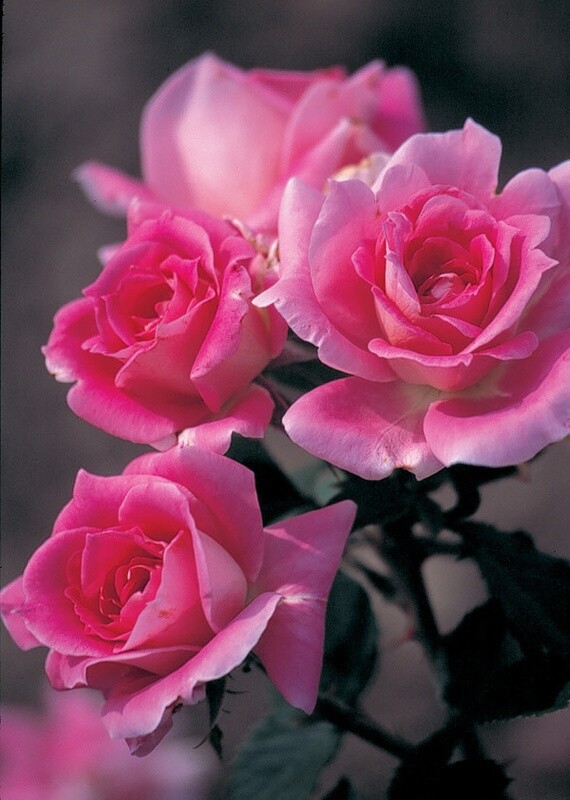 Rose 'Carefree Wonder' 2 gal (Pink)