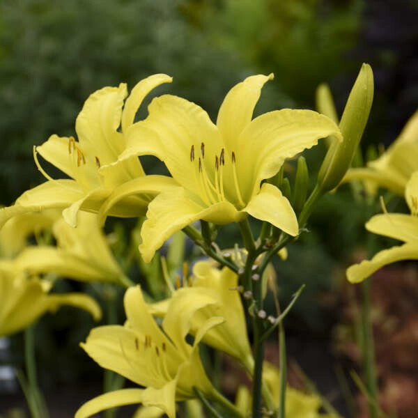 Daylily - Hemerocallis 'Hyperion' - 1 gal