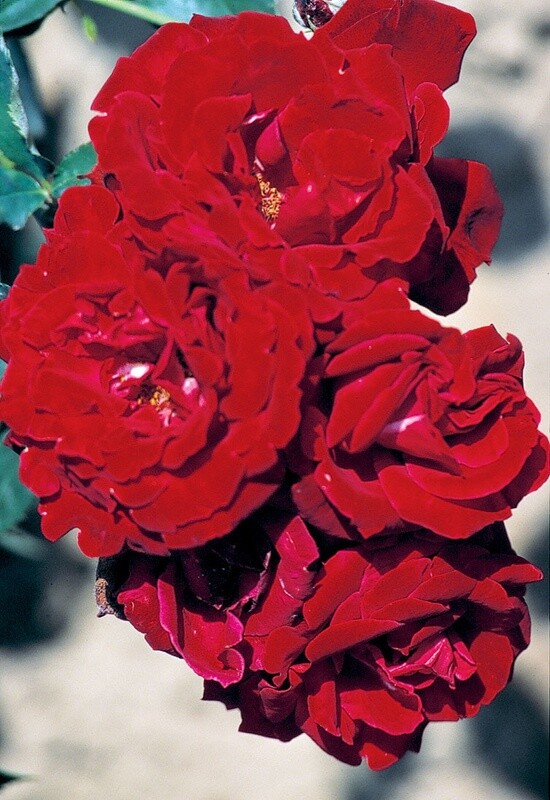 Climbing Rose &#39;Red Fountain&#39; 2 gal