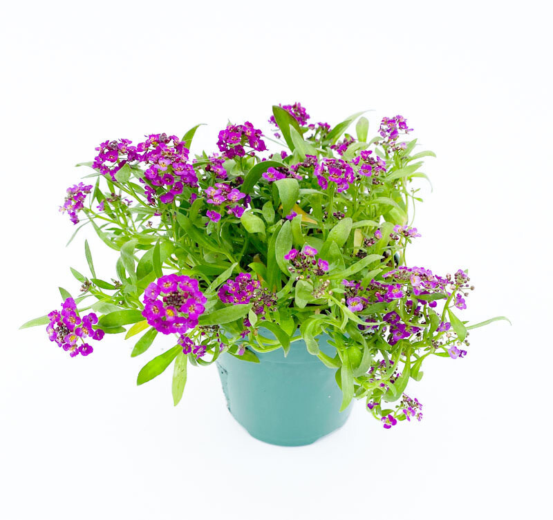 Alyssum - Compact Violet 4&quot;