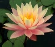 Water Plant: Lily-  8&quot; pot Barbara Dobbins Hardy Peach