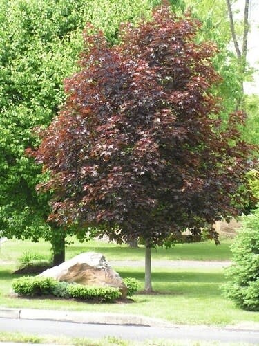 Maple &#39;Crimson King&#39; 7&#39; Potted