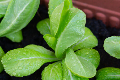 Lettuce 'Romaine Parris Island Cos.' 4 cell pack
