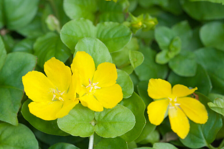 Lysimachia &#39;Sunburst&#39; Creeping Jenny 4&quot;
