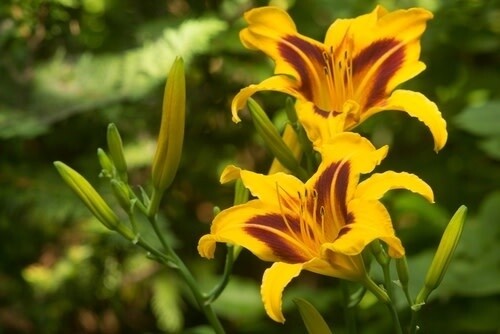 Daylily - Hemerocallis &#39;Bonanza&#39; 1 gal