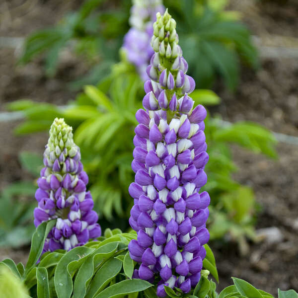 Lupine &#39;Mini Gallery Blue Bicolour&#39; 1 gal