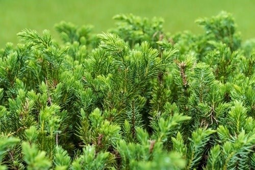 Juniper &#39;Blue Pacific&#39; - 3 gal