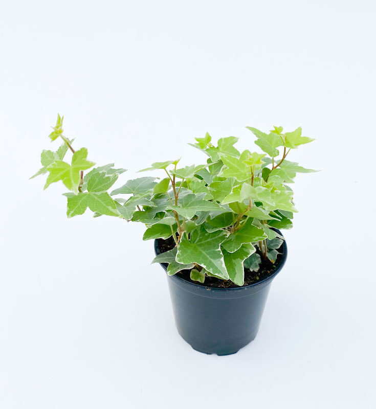 English Ivy &#39;Variegated&#39; 4&quot;