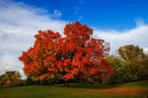 Sugar Maple - 8&#39; Potted