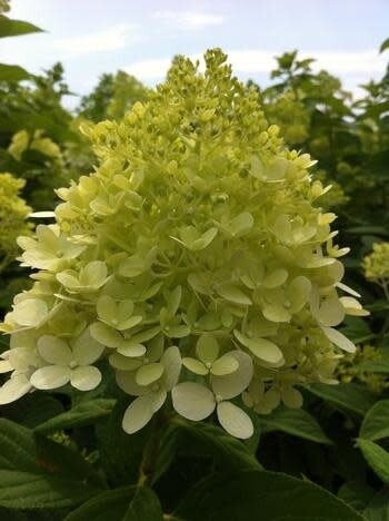 Hydrangea Standard 'Limelight' 5 gal Potted